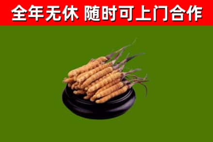 峡江回收冬虫夏草